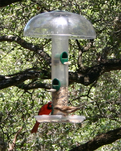 06-16-09birds.jpg