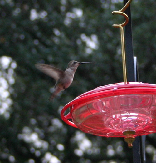 06-16-09hummer1.jpg