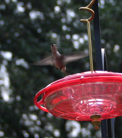 06-16-09hummer2.jpg