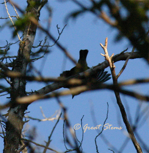 BTGwarbler04-28-11.jpg