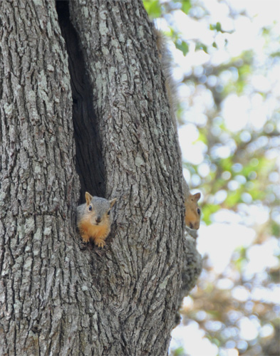 CDsquirrelsa04-10-11.jpg