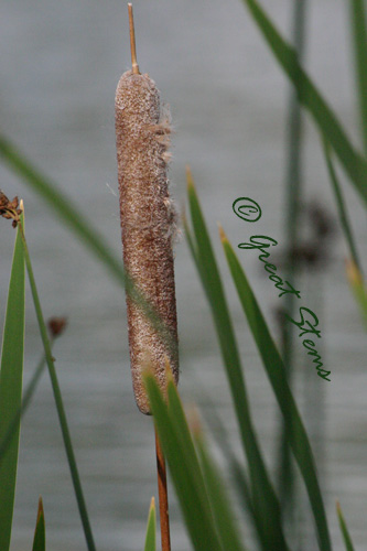 COcattail07-10.jpg