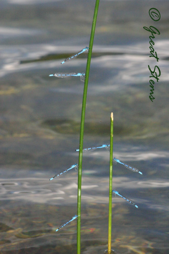 COdamselflies07-10.jpg