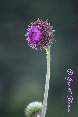 COthistle07-10.jpg