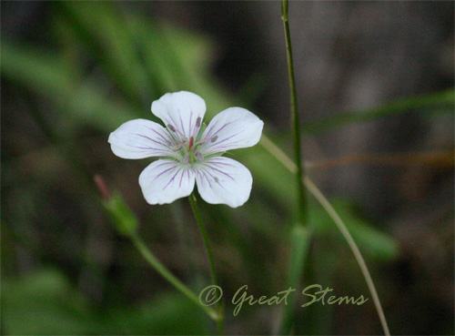 COwhitegeranium07-10.jpg