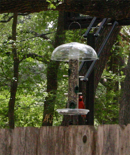 Cardinal06-12-09.jpg