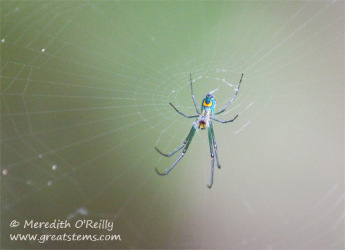 FLorchardspider03-12-12.jpg