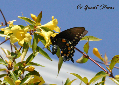 GSblackswallowtail03-17-11.jpg