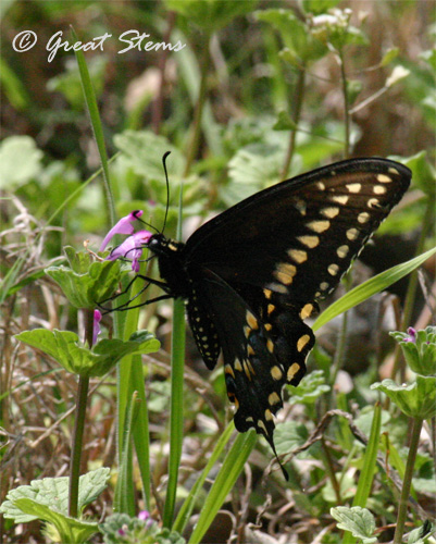 GSblkswallowtail03-17-11.jpg