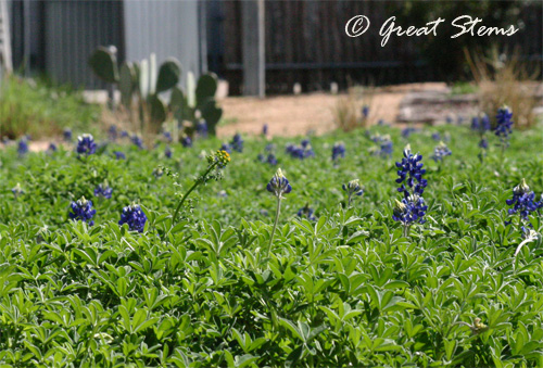 GSbluebonnets03-17-11.jpg