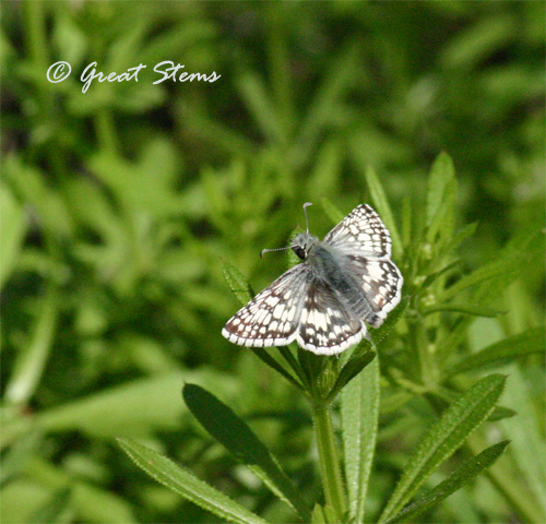 GScheckeredskipper03-17-11.jpg