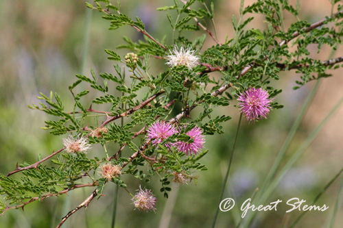 GSfragrantmimosa04-11.jpg