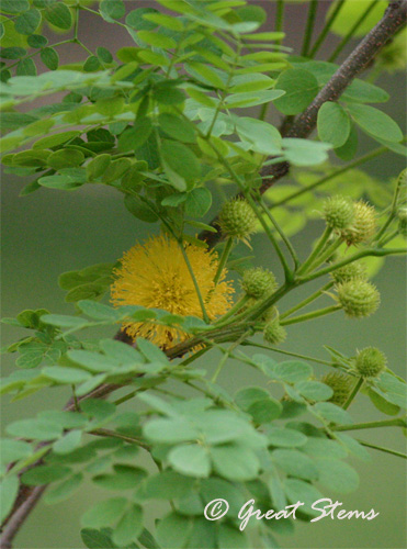 GSgballleadtree04-08-11.jpg