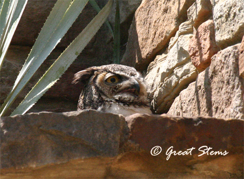 GSgreathornedowl04-17-11.jpg