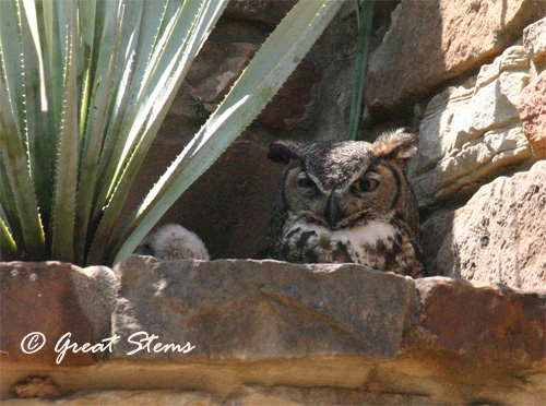 GSgreathornedowlsc04-17-11.jpg