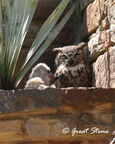 GSgreathornedowlsf04-17-11.jpg