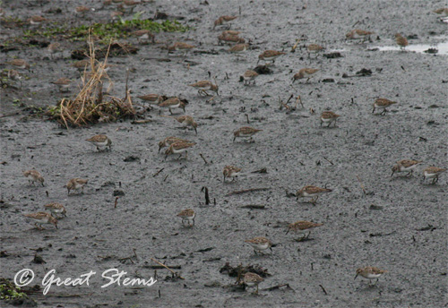 GSleastsandpiper03-17-11.jpg