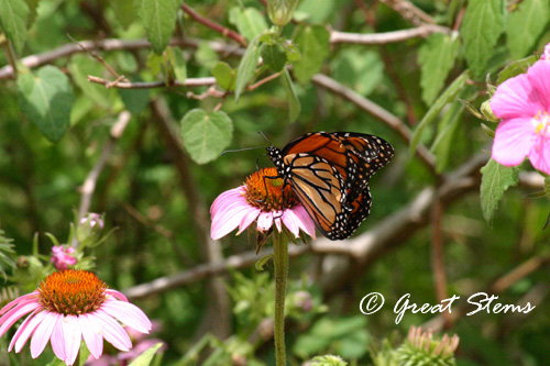 GSmonarchonconeflower05-17-11.jpg