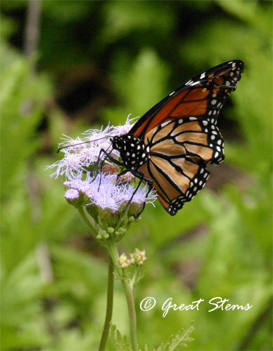 GSmonarchonmistflower05-17-11.jpg