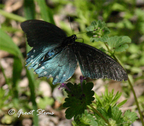 GSpipevineswallowtail03-17-11.jpg