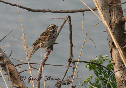 GSsavannahsparrow3-17-11.jpg