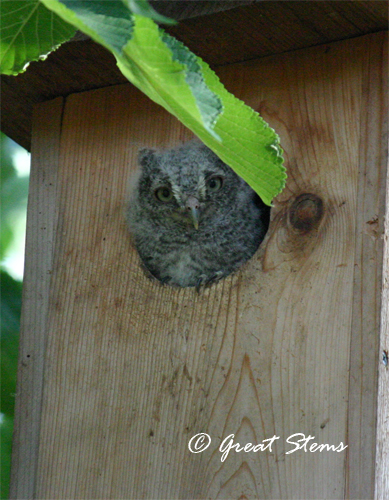 GSscreechowlbaby05-17-11.jpg