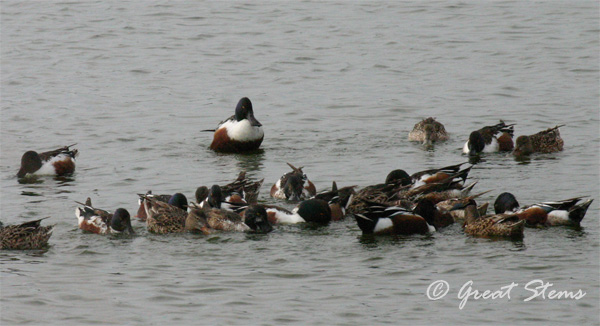 GSshovelerse03-17-11.jpg