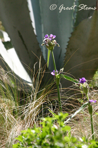 GSspiderwort03-17-11.jpg