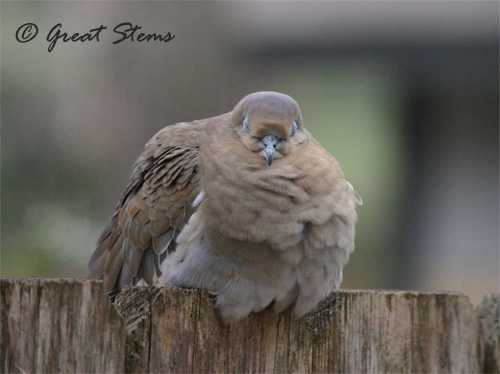 GSwinterbirdsa02-03-11.jpg