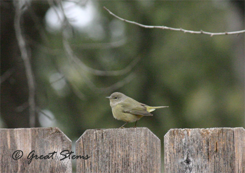 GSwinterbirdsd02-03-11.jpg