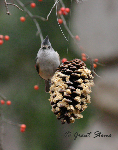 GSwinterbirdsf02-03-11.jpg