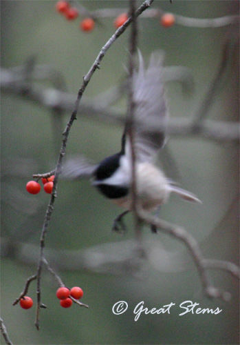 GSwinterbirdsk02-03-11.jpg