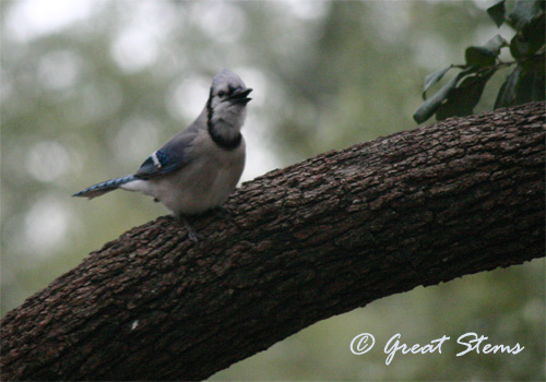 GSwinterbirdsq02-03-11.jpg