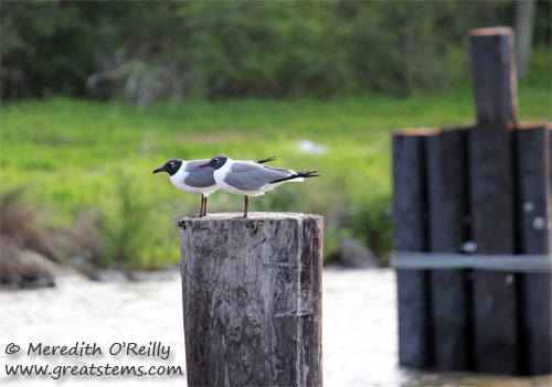 LAgulls03-17-12.jpg