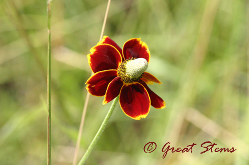 TXDavisflower07-10.jpg