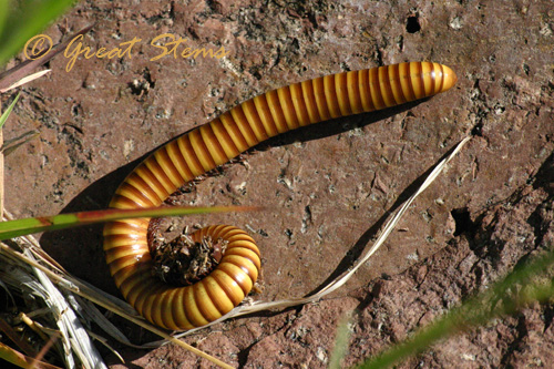 TXDavismillipede07-10.jpg