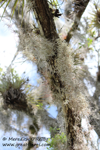 airplants03-12-12.jpg