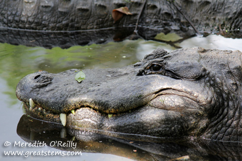 alligator03-16-12.jpg