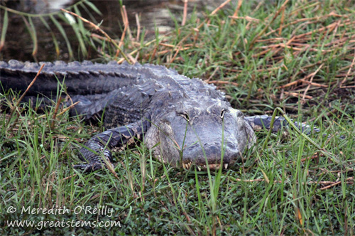 alligatorab03-12-12.jpg