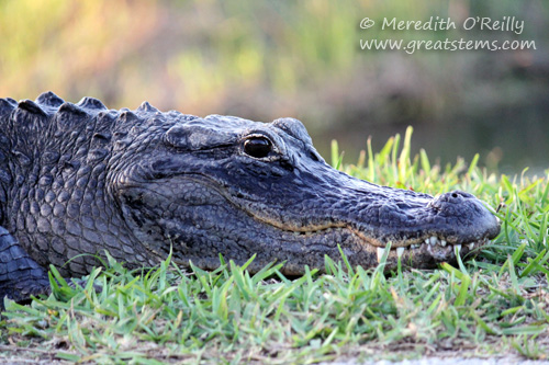 alligatorad03-12-12.jpg