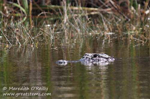 alligatorb03-13-12.jpg