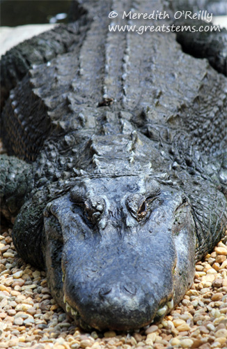 alligatorb03-16-12.jpg