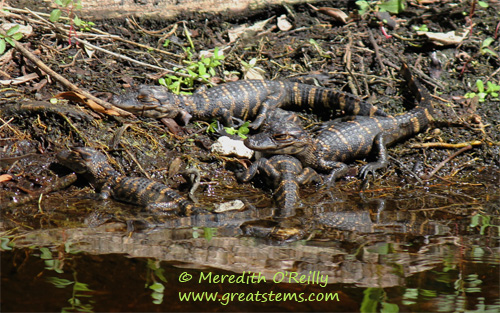 alligatorbabies03-12-12.jpg