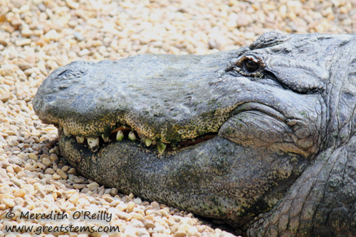 alligatorc03-16-12.jpg