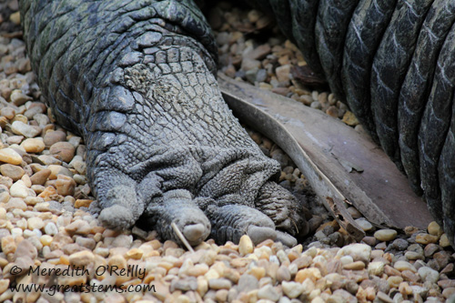 alligatorfeet03-16-12.jpg