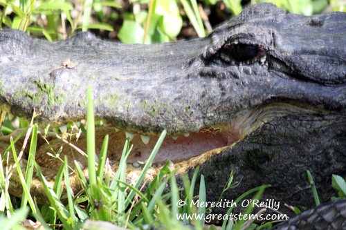 alligatormouth03-12-12.jpg