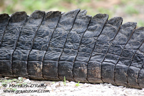 alligatortail03-12-12.jpg