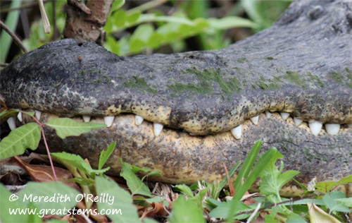 alligatorteeth03-12-12.jpg