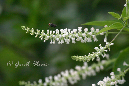 almondverbena09-19-10.jpg