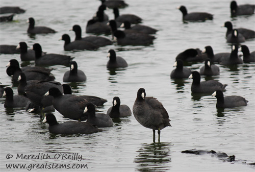 amercoots03-10-12.jpg